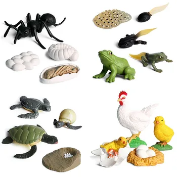 Miniaturas Modelo De Insetos, De Animais Do Mar Sementes De Vida Ciclo De Crescimento Sapo Frango Tartaruga, Caracol Biologia Colecionáveis Educação Brinquedos